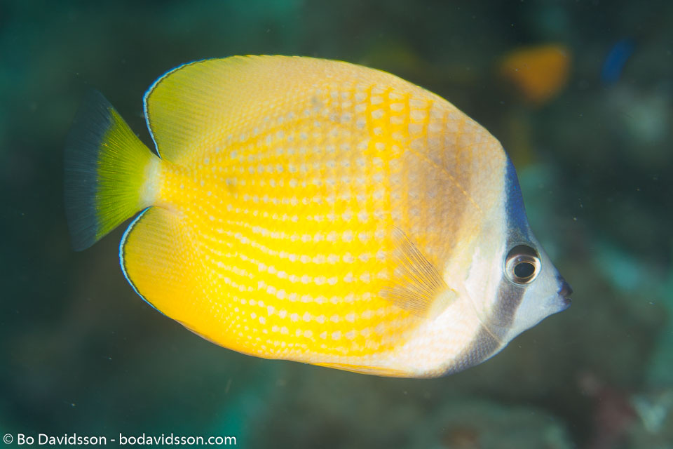 BD-130713-Maldives-0465-Chaetodon-kleinii.-Bloch.-1790-[Sunburst-butterflyfish].jpg